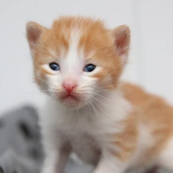 Domestic Short Hair Cats Available for Adoption in Hattiesburg, Mississippi - Dexter