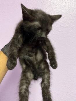 Rasputia* -  Domestic Medium Hair Cat Available for Adoption in El Paso, Texas - Rasputia* | PetCurious