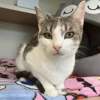 Chanel -  Domestic Short Hair Cat for Adoption in Eatontown, New Jersey - Chanel | PetCurious