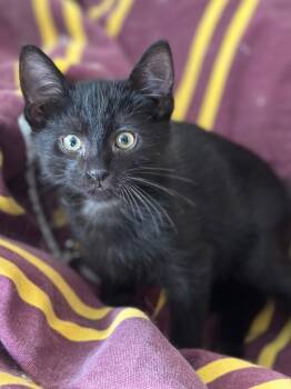 Rescue Domestic Short Hair Cats for Adoption in Evans, Georgia - Panther | PetCurious