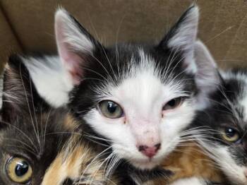 OXALIS -  Domestic Short Hair Cat for Adoption in Antioch, California - OXALIS | PetCurious
