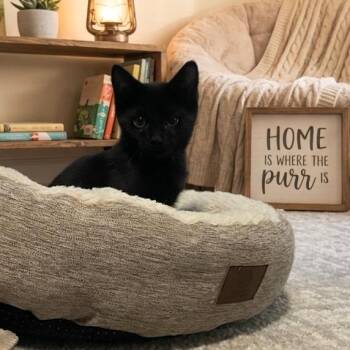 Catman -  Domestic Short Hair Cat for Adoption in Inman, South Carolina - Catman | PetCurious