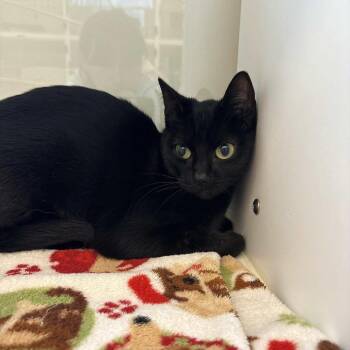 Hope -  Domestic Short Hair Cat Available for Adoption in Beaumont, Texas - Hope | PetCurious