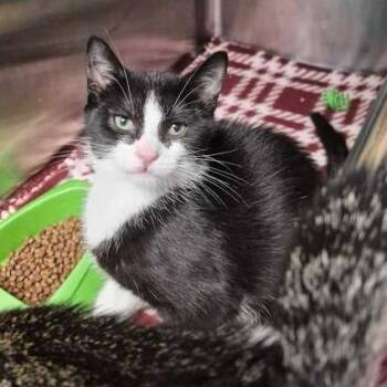 Boomerang -  Domestic Short Hair Cat for Adoption in Davenport, Iowa - Boomerang | PetCurious