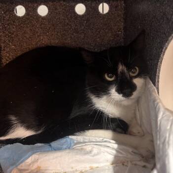 Romanesco -  Domestic Short Hair Cat for Adoption in Salt Lake City, Utah - Romanesco | PetCurious
