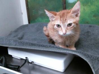 Domestic Short Hair Cats Available for Adoption in Houston, Texas - GOUDA | PetCurious