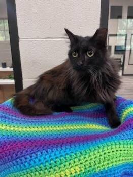 Delilah -  Domestic Short Hair Cat for Adoption in Dalton, Georgia - Delilah | PetCurious