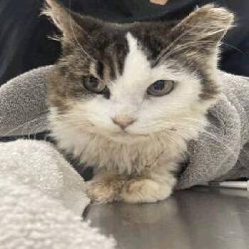 Buttercup -  Domestic Medium Hair Cat for Adoption in Indianapolis, Indiana - Buttercup | PetCurious
