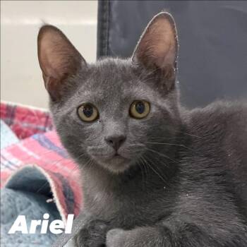 Ariel Silverman -  Domestic Short Hair Cat for Adoption in Eagle Mountain, Utah - Ariel Silverman | PetCurious