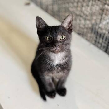 Domestic Short Hair Cats Available for Adoption in Brownsboro, Alabama - Christopher | PetCurious