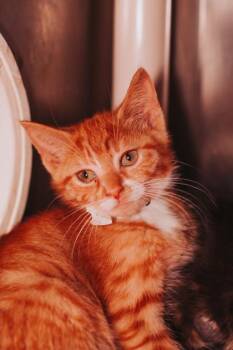 93100A Benjago -  Domestic Short Hair Cat for Adoption in North Charleston, South Carolina - 93100A Benjago | PetCurious
