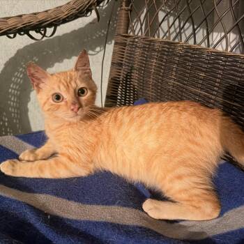 Cheddar (Cheddar Bay Biscuit) COH-A-68320 -  Domestic Medium Hair Cat for Adoption in Volcano, Hawaii - Cheddar (Cheddar Bay Biscuit) COH-A-68320 | PetCurious