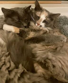 Rescue Domestic Long Hair and Russian Blue Cats for Adoption in Thatcher, Arizona - Mistikal | PetCurious