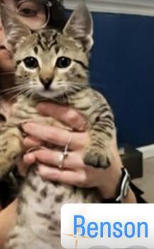 Benson -  Domestic Short Hair Cat for Adoption in Syosset, New York - Benson | PetCurious