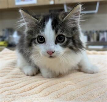 HAYDEN -  Domestic Long Hair Cat for Adoption in Aliquippa, Pennsylvania - HAYDEN | PetCurious