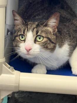 Domestic Short Hair Cats Available for Adoption in Frisco, Colorado - LUCY | PetCurious