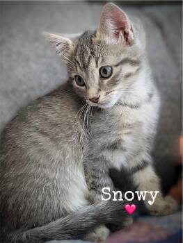 Snowy -  Domestic Short Hair Cat for Adoption in Dansville, New York - Snowy | PetCurious