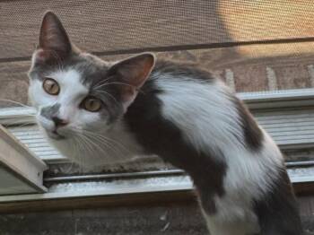 Inkey -  Domestic Short Hair Cat for Adoption in Walled Lake, Michigan - Inkey | PetCurious