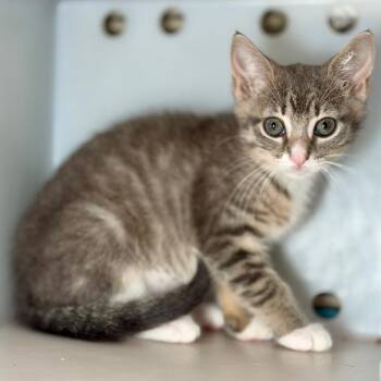 Montauk -  Domestic Short Hair Cat for Adoption in Westhampton, New York - Montauk | PetCurious