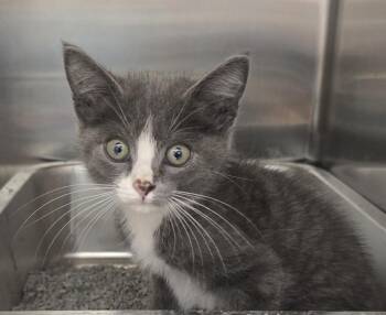 Darling -  Domestic Short Hair Cat for Adoption in Ruskin, Florida - Darling | PetCurious