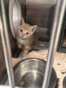 Hades -  Domestic Short Hair Cat for Adoption in Daytona Beach, Florida - Hades | PetCurious