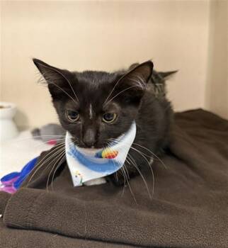 JALAPENO -  Domestic Short Hair Cat for Adoption in Dallas, Texas - JALAPENO | PetCurious
