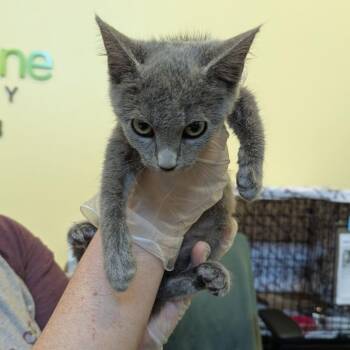 Grace -  Domestic Short Hair Cat for Adoption in Lynchburg, Virginia - Grace | PetCurious