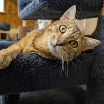 Lucas -  Domestic Short Hair Cat for Adoption in Waynesville, North Carolina - Lucas | PetCurious