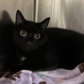 MEEKA -  Domestic Short Hair Cat for Adoption in Pensacola, Florida - MEEKA | PetCurious