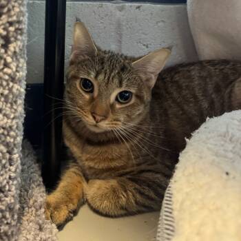 Rescue Domestic Short Hair Cats for Adoption in Pittsburgh, Pennsylvania - Havana And Canberra | PetCurious