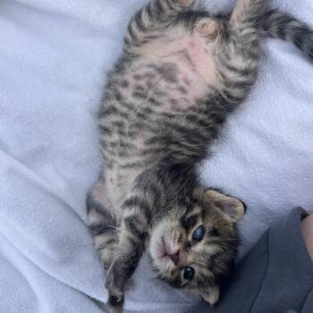 Domestic Short Hair Cats Available for Adoption in Columbia, Missouri - Truman | PetCurious