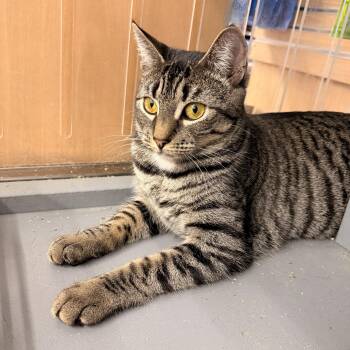 Willow -  Domestic Short Hair Cat for Adoption in New York, New York - Willow | PetCurious