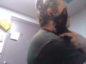 PINTO -  Domestic Short Hair Cat for Adoption in Tallahassee, Florida - PINTO | PetCurious