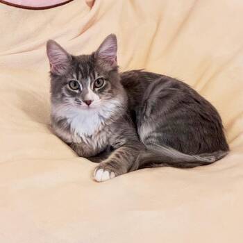 Airie -  Domestic Long Hair Cat for Adoption in Morgan Hill, California - Airie | PetCurious
