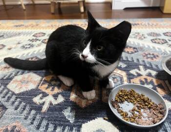 Rescue Domestic Medium Hair Cats for Adoption in Roanoke, Virginia - Miller | PetCurious