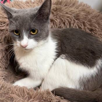 Mae (mama) -  Domestic Short Hair Cat for Adoption in Floresville, Texas - Mae (mama) | PetCurious