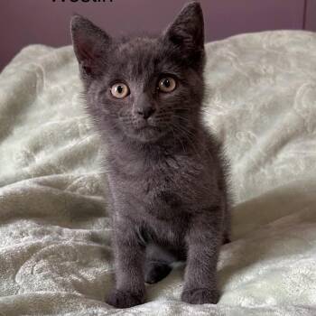 Westin -  Russian Blue Cat for Adoption in Wyandotte, Michigan - Westin | PetCurious