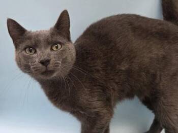 Malcolm -  Domestic Short Hair Cat for Adoption in Woodbury, Minnesota - Malcolm | PetCurious