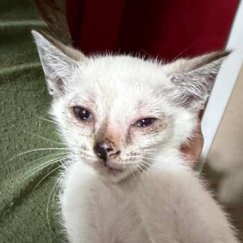 Tina -  Domestic Short Hair Cat for Adoption in Midland, Texas - Tina | PetCurious