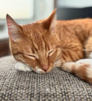 Rescue Domestic Short Hair Cats for Adoption in Cortland, Ohio - Louie | PetCurious