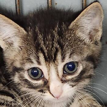 Simba K45759 -  Domestic Short Hair Cat for Adoption in Corsicana, Texas - Simba K45759 | PetCurious