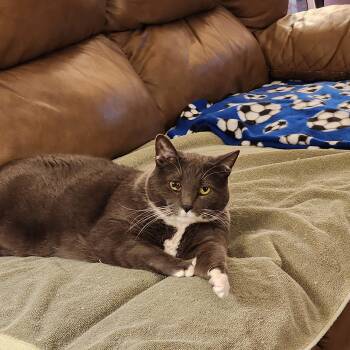 Big Boots -  Domestic Short Hair Cat for Adoption in Blaine, Minnesota - Big Boots | PetCurious