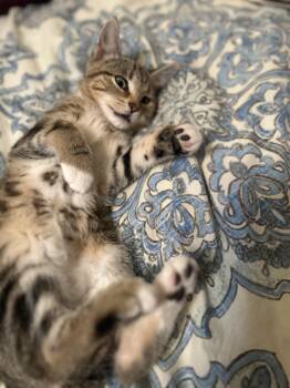 Rescue Domestic Short Hair Cats for Adoption in Charlotte, North Carolina - Luna | PetCurious