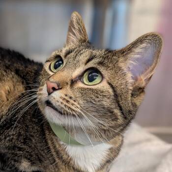 Domestic Short Hair Cats Available for Adoption in Lakewood, Colorado - Nani | PetCurious