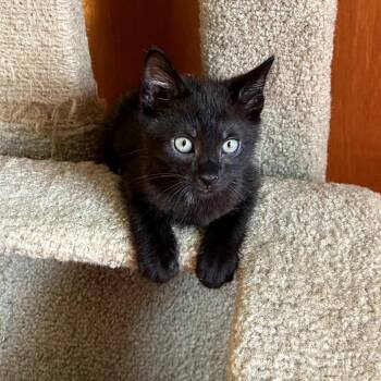 Maverick -  Domestic Short Hair Cat for Adoption in Carmel, Indiana - Maverick | PetCurious