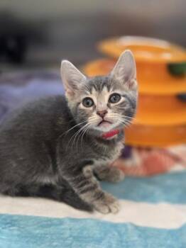 Savoy -  Domestic Short Hair Cat for Adoption in Westland, Michigan - Savoy | PetCurious