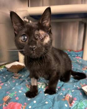 Bagheera -  Domestic Short Hair Cat for Adoption in Richmond, Virginia - Bagheera | PetCurious