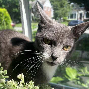 Boba -  Domestic Short Hair Cat for Adoption in Philadelphia, Pennsylvania - Boba | PetCurious