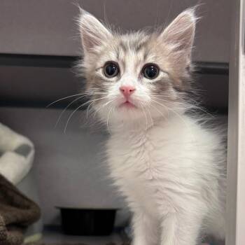 Chowder -  Domestic Short Hair Cat for Adoption in Goleta, California - Chowder | PetCurious