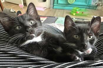 Domestic Short Hair Cats Available for Adoption in Ventura, California - Zeppelin | PetCurious